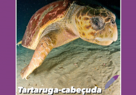 Tartaruga-cabeçuda
