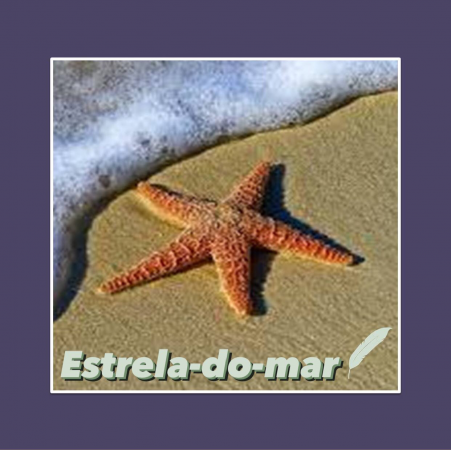 Estrela-do-mar – Scamonis