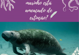 Por que o peixe-boi marinho está ameaçado de extinção?