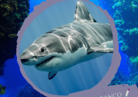 Tubarão-branco – Scamonis