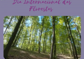 Dia Internacional das Florestas