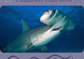 Tubarão-martelo – Scamonis