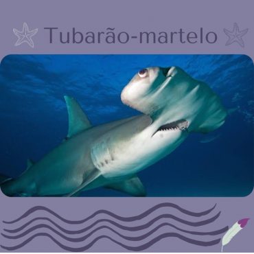 Tubarão-martelo – Scamonis